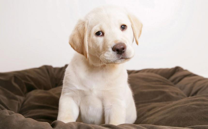 Labrador puppy for sale in Bangalore   at the best price - Breed n Breeder